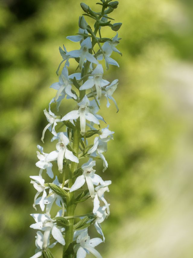 Platanthera bifolia